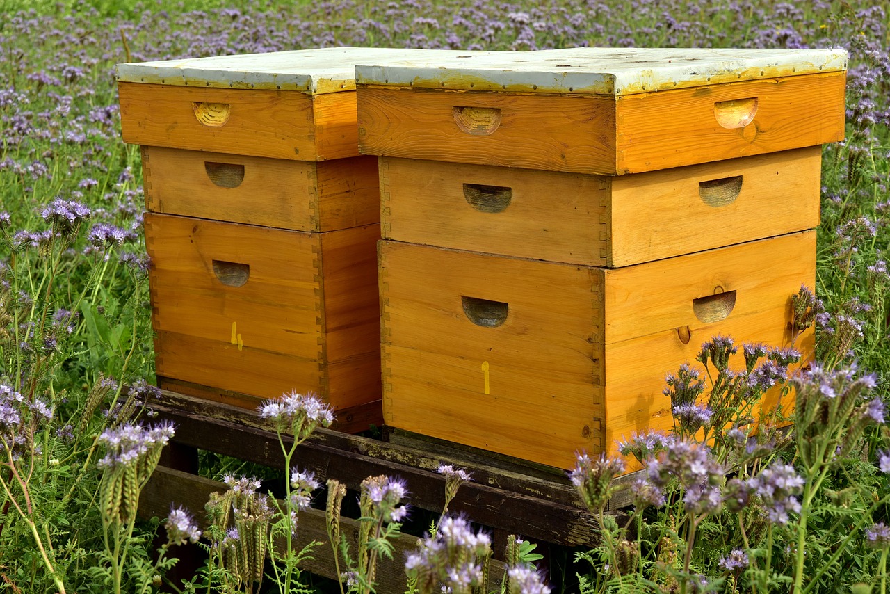 Basics of Eco-Friendly Beekeeping for Beginners